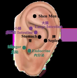 中醫耳穴 腸胃與體重管理